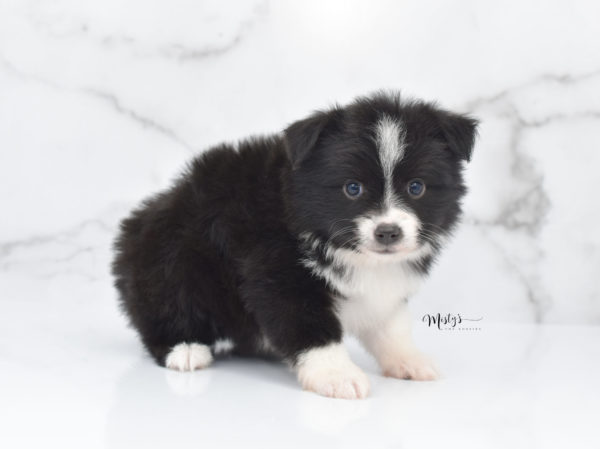 Mini / Toy Australian Shepherd Puppy Olive