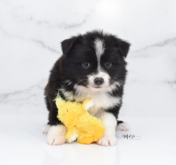 Mini / Toy Australian Shepherd Puppy Olive