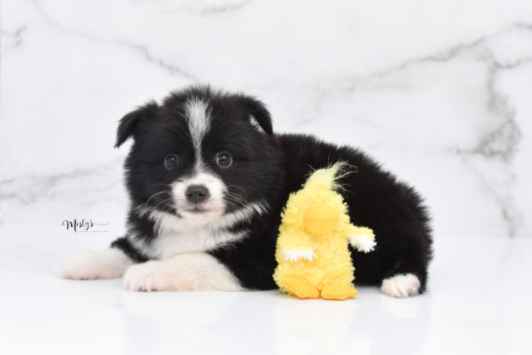 Mini / Toy Australian Shepherd Puppy Olive