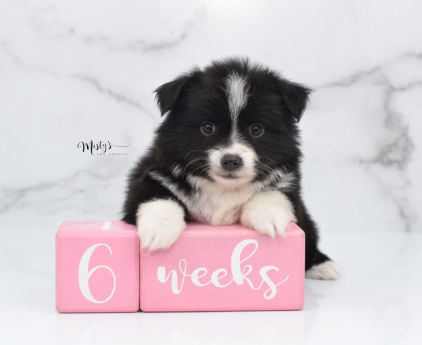 Mini / Toy Australian Shepherd Puppy Olive