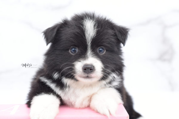 Mini / Toy Australian Shepherd Puppy Olive