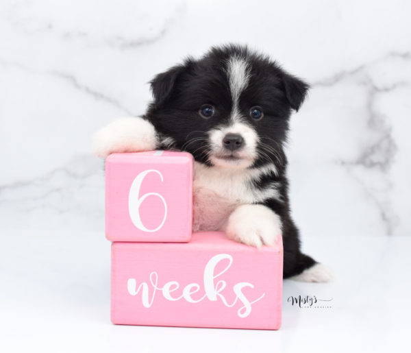 Mini / Toy Australian Shepherd Puppy Olive