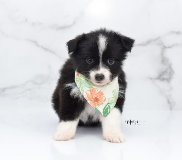 Mini / Toy Australian Shepherd Puppy Olive