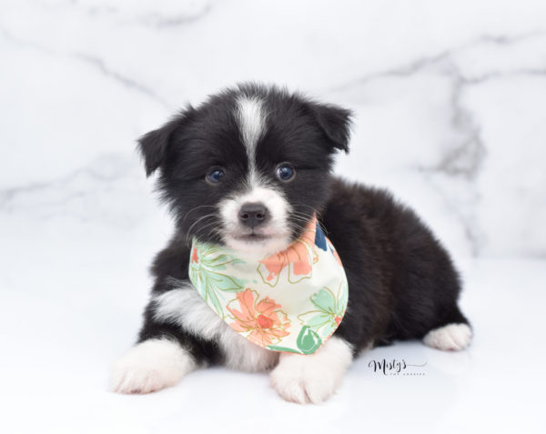 Mini / Toy Australian Shepherd Puppy Olive