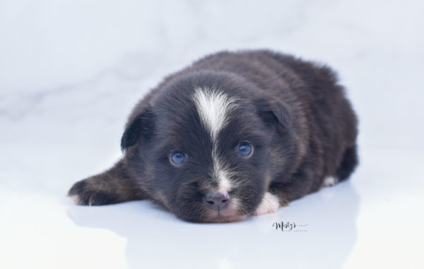 Mini / Toy Australian Shepherd Puppy Ribbit