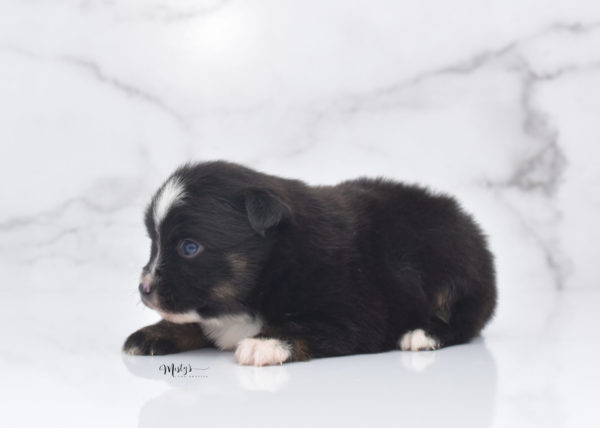 Mini / Toy Australian Shepherd Puppy Ribbit