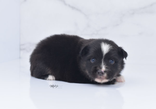 Mini / Toy Australian Shepherd Puppy Ribbit