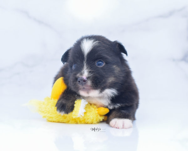 Mini / Toy Australian Shepherd Puppy Ribbit