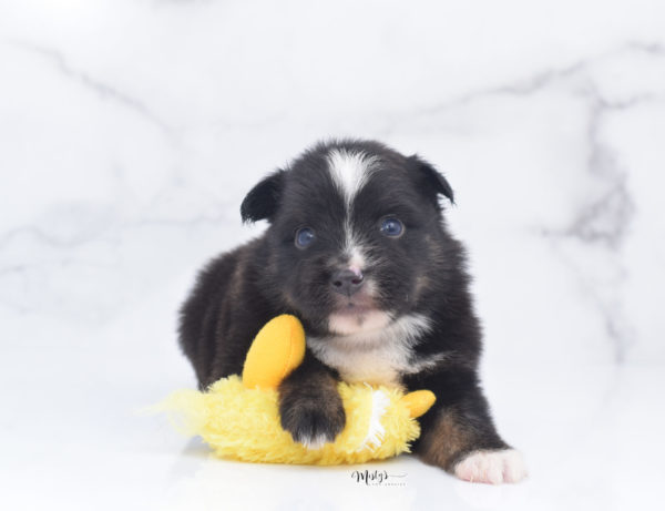 Mini / Toy Australian Shepherd Puppy Ribbit