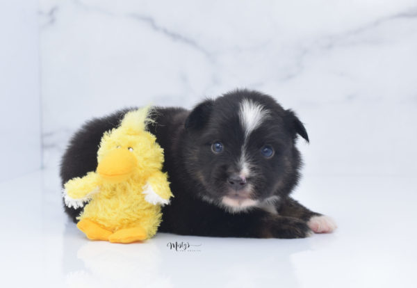 Mini / Toy Australian Shepherd Puppy Ribbit