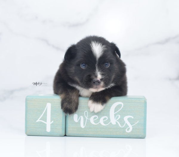 Mini / Toy Australian Shepherd Puppy Ribbit