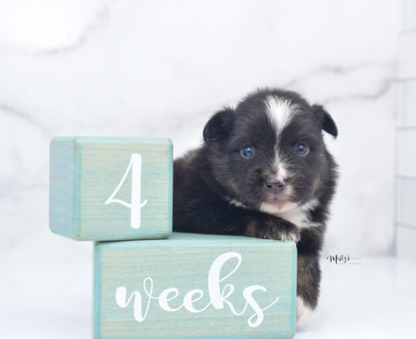 Mini / Toy Australian Shepherd Puppy Ribbit