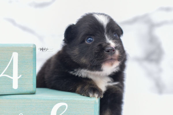 Mini / Toy Australian Shepherd Puppy Ribbit