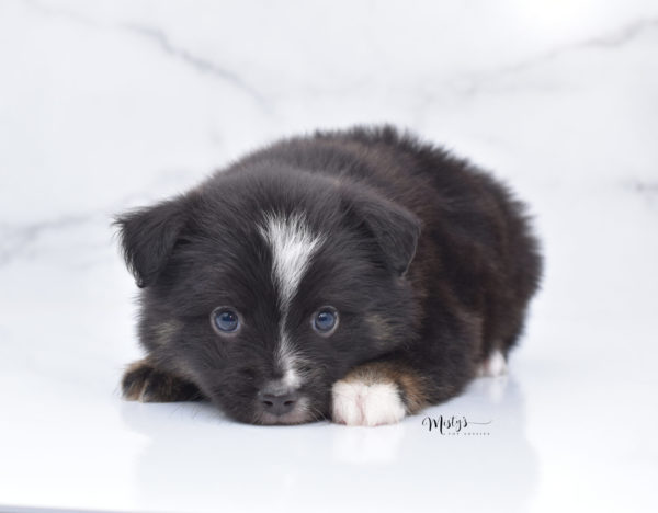 Mini / Toy Australian Shepherd Puppy Ribbit