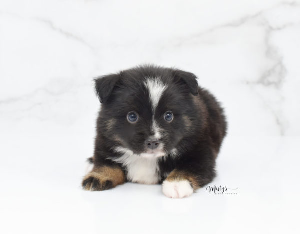 Mini / Toy Australian Shepherd Puppy Ribbit