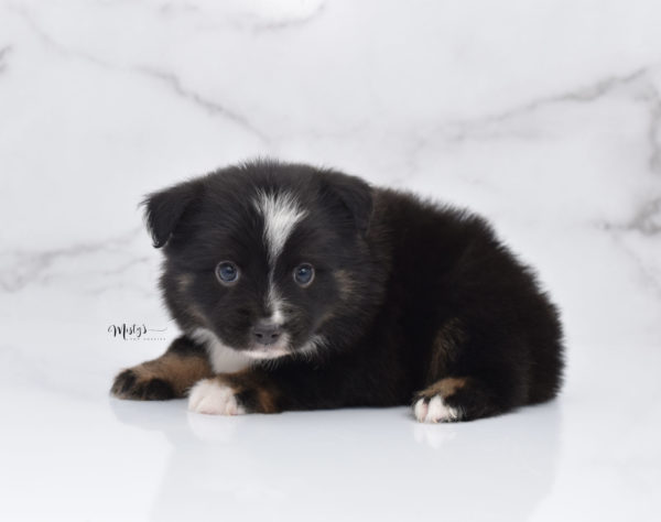 Mini / Toy Australian Shepherd Puppy Ribbit