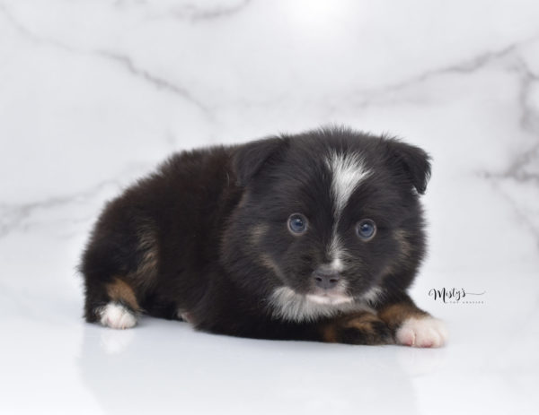 Mini / Toy Australian Shepherd Puppy Ribbit