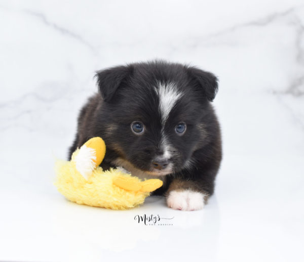 Mini / Toy Australian Shepherd Puppy Ribbit