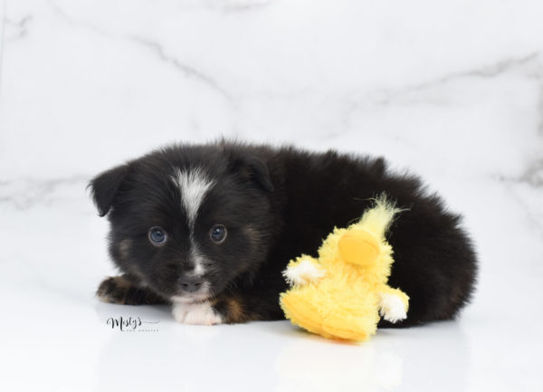 Mini / Toy Australian Shepherd Puppy Ribbit