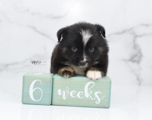 Mini / Toy Australian Shepherd Puppy Ribbit