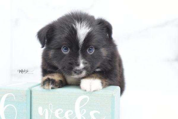 Mini / Toy Australian Shepherd Puppy Ribbit