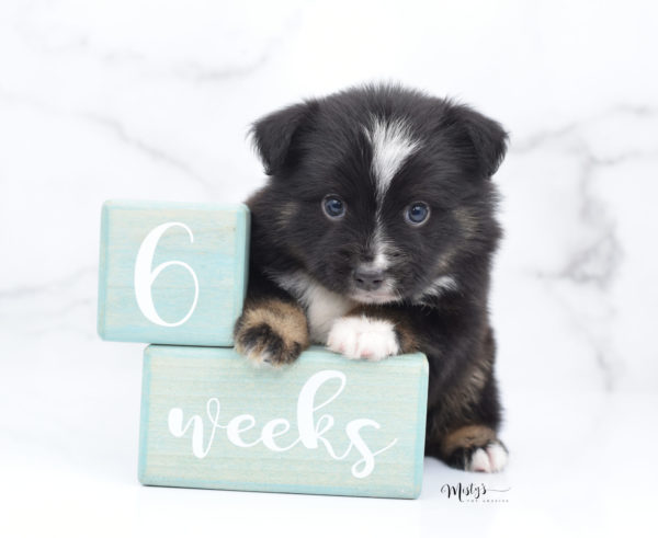 Mini / Toy Australian Shepherd Puppy Ribbit