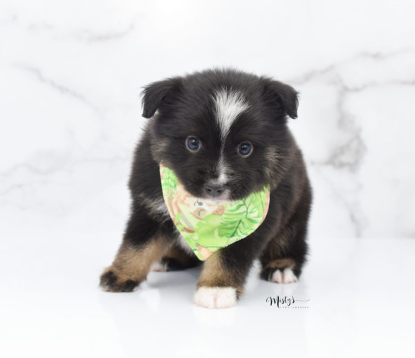 Mini / Toy Australian Shepherd Puppy Ribbit