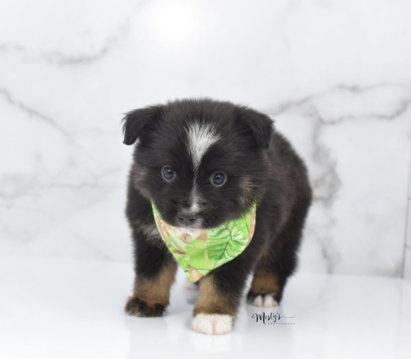 Mini / Toy Australian Shepherd Puppy Ribbit