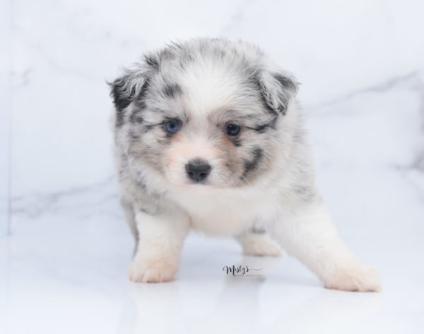 Mini / Toy Australian Shepherd Puppy Zelly