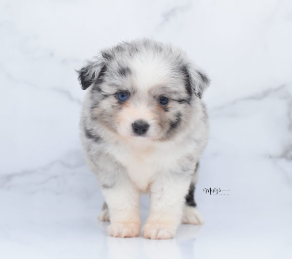 Mini / Toy Australian Shepherd Puppy Zelly