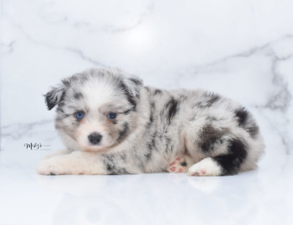 Mini / Toy Australian Shepherd Puppy Zelly
