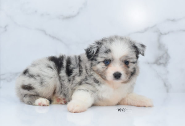 Mini / Toy Australian Shepherd Puppy Zelly