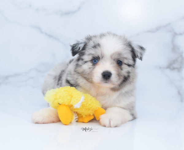 Mini / Toy Australian Shepherd Puppy Zelly