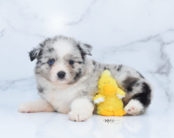 Mini / Toy Australian Shepherd Puppy Zelly