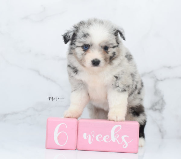 Mini / Toy Australian Shepherd Puppy Zelly