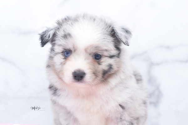 Mini / Toy Australian Shepherd Puppy Zelly