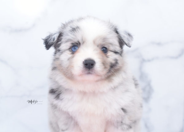 Mini / Toy Australian Shepherd Puppy Zelly