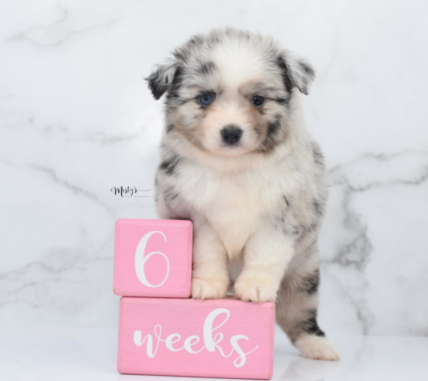 Mini / Toy Australian Shepherd Puppy Zelly