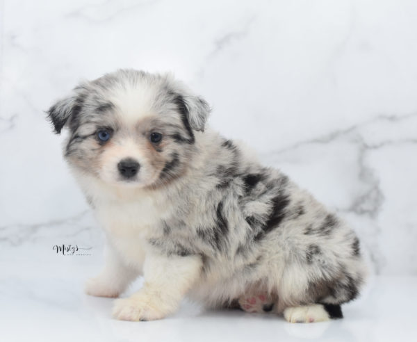 Mini / Toy Australian Shepherd Puppy Zelly