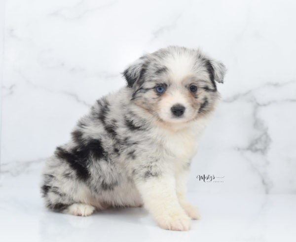 Mini / Toy Australian Shepherd Puppy Zelly