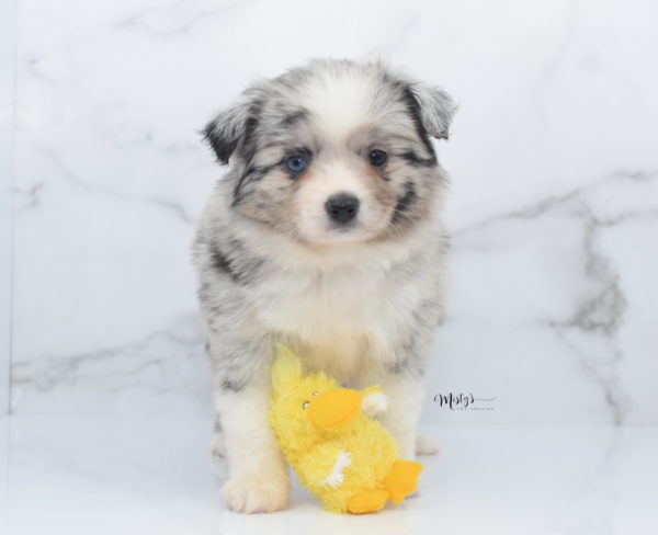 Mini / Toy Australian Shepherd Puppy Zelly