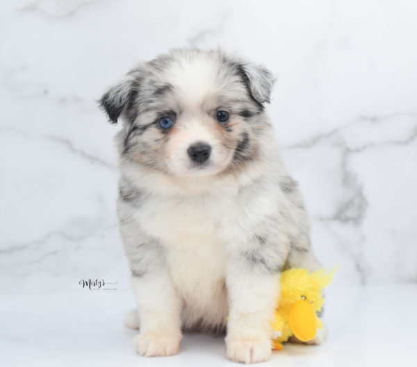 Mini / Toy Australian Shepherd Puppy Zelly