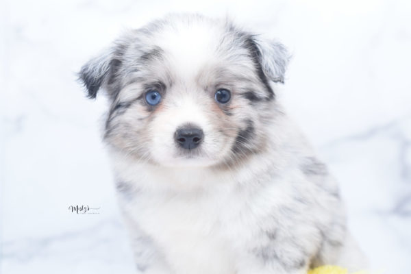 Mini / Toy Australian Shepherd Puppy Zelly