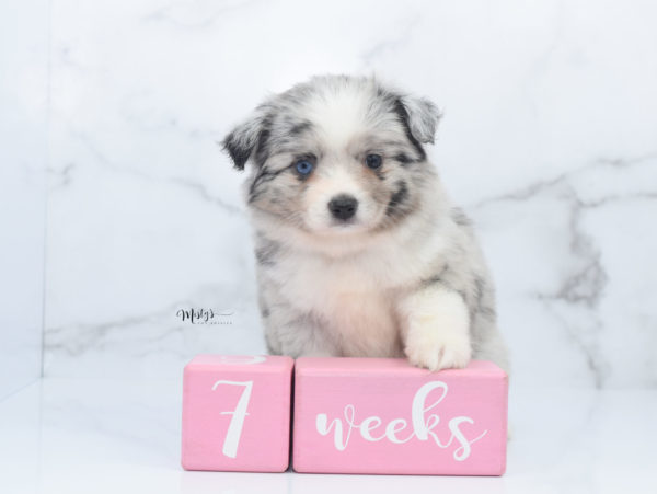 Mini / Toy Australian Shepherd Puppy Zelly