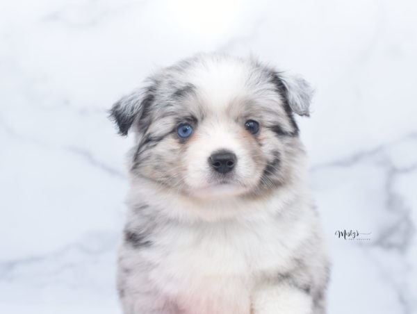 Mini / Toy Australian Shepherd Puppy Zelly