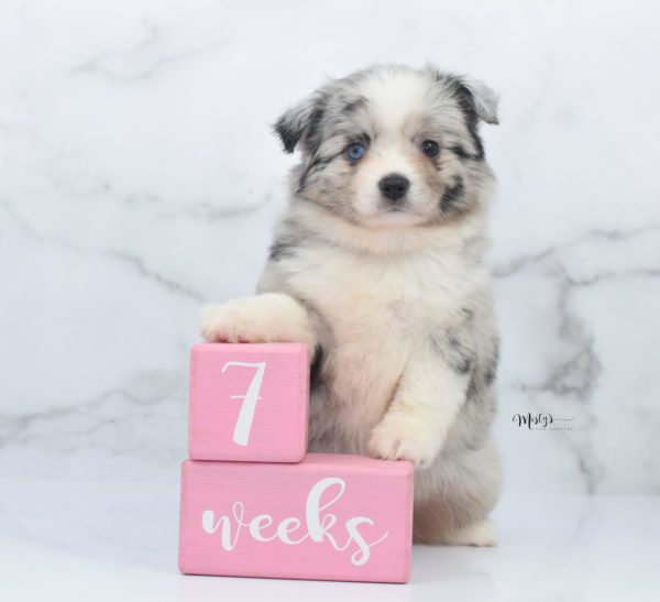 Mini / Toy Australian Shepherd Puppy Zelly