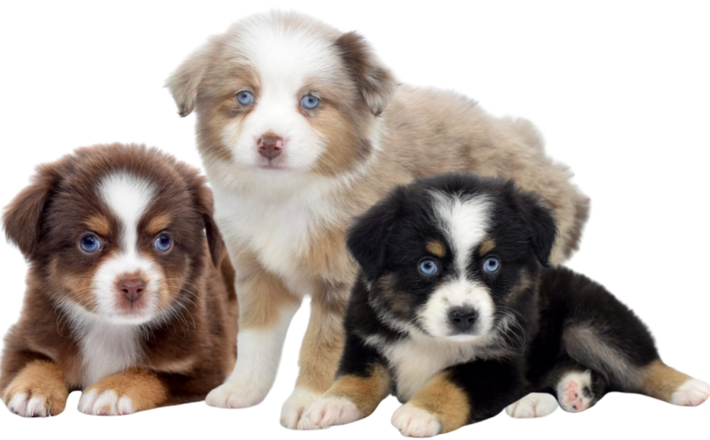 Mini Aussies - Frequently Asked Questions