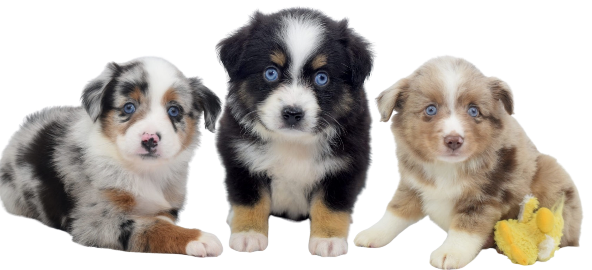 Find Australian Shepherd stuffed animals, facts and information in The  Kennel.