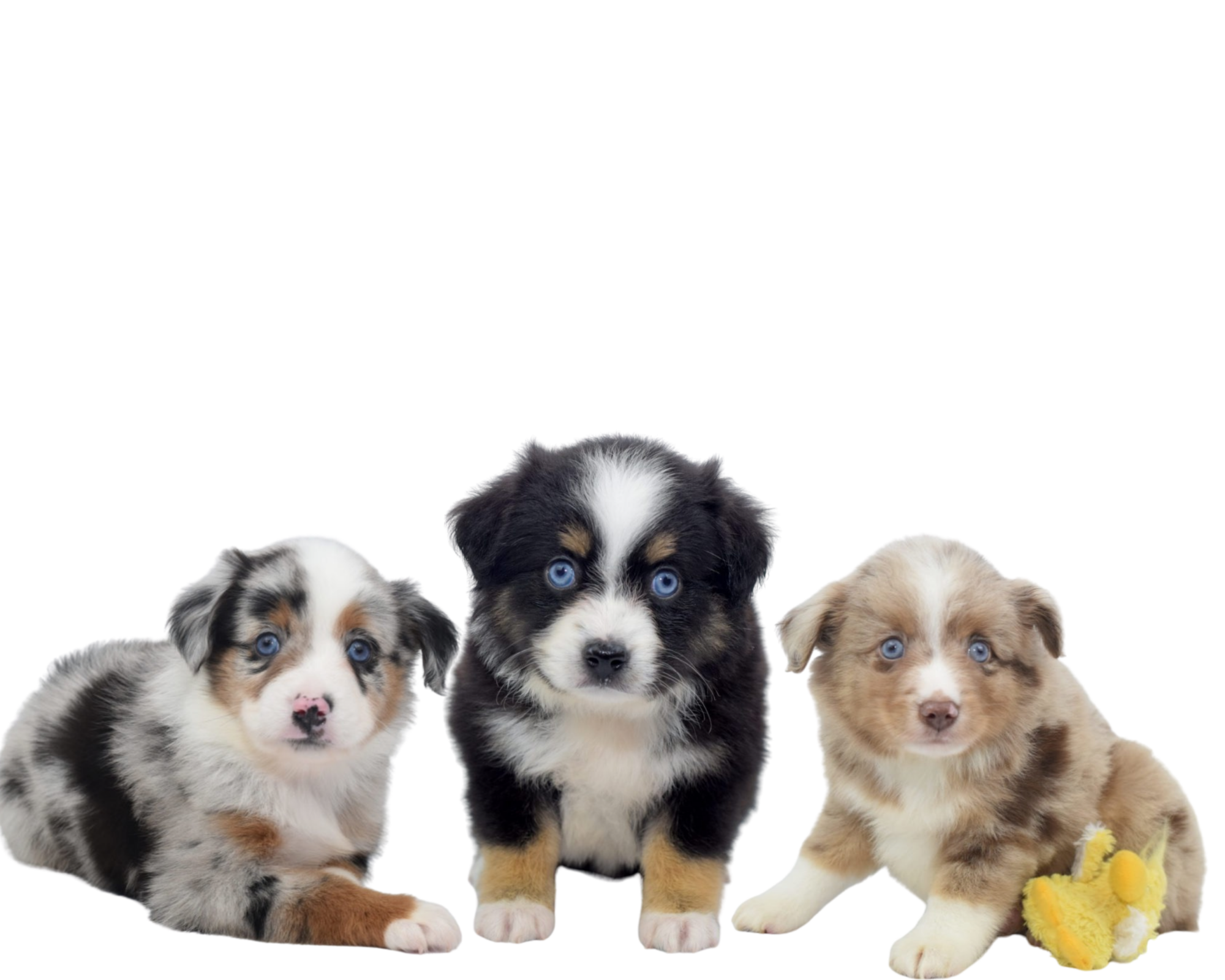 Mini Toy Australian Shepherds: 5 Essential Things!