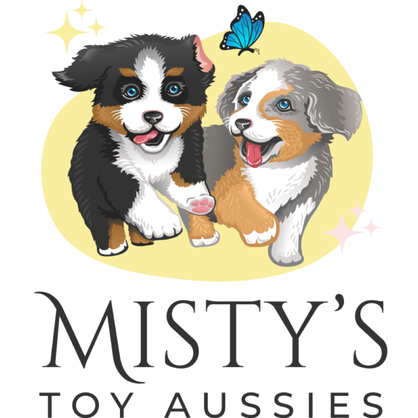 Australian shepherd best sale fetch